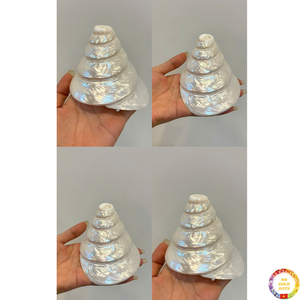 Seashell Natural Ocean Craft Matériel décoratif pour la maison et la décoration côtière Vente en gros du fournisseur du Vietnam - Product Image 6