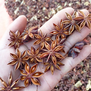 Le Sunrise Ins le plus vendu du Vietnam Qualité supérieure Anis étoilé Épices simples séchées Herbes Traitement brut Durée de conservation de 2 ans - Product Image 1