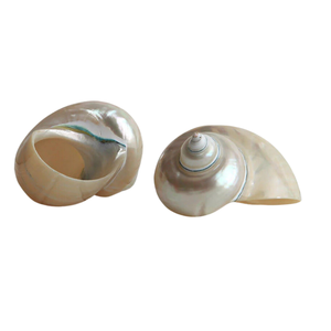 Coquillages Turbo Burgess de qualité supérieure du Vietnam polis et sélectionnés pour une norme d'exportation de haute qualité pour la décoration intérieure - Product Image 1