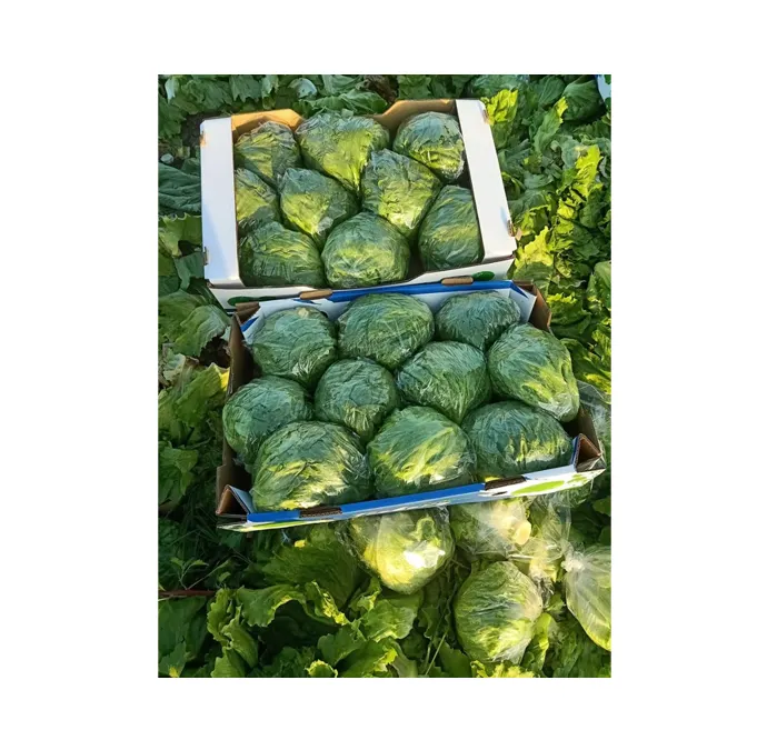 Lechuga iceberg de verduras frescas naturales de buena calidad 100%, superventas, precio competitivo, mayorista de origen egipcio