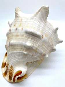 เปลือกหอยมีเขาหมวกนิรภัยเปลือกหอยธรรมชาติเปลือกหอยทรัมเป็ตแห้งและทำความสะอาดเปลือกหอย - Product Image 6