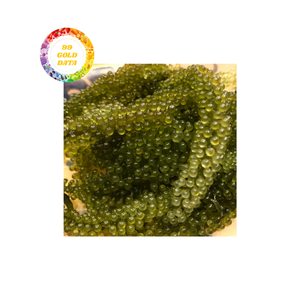 High Quality Green Caviar Sea <b>Grapes</b> from Vietnam <b>Freshly</b> Packed OEM Label Seaweed Fast Delivery - Product Image 3
