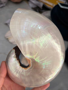 Coquilles de Nautilus polies de qualité supérieure pour la décoration de luxe et l'artisanat de cadeaux à des prix compétitifs - Product Image 6
