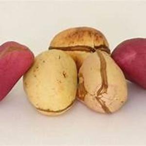 Garcinia kola sain Noix de cajou crues et séchées Noix de kola amère - Product Image 2