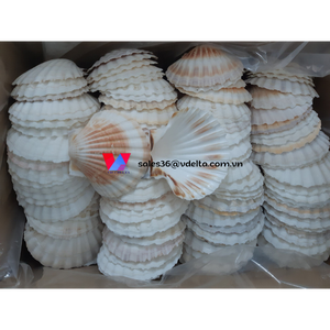 Concha de Vieira Blanca Natural Grande para Decoración del Hogar/ Lima - Product Image 3