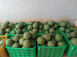 สารให้ความหวานส้มโอสดจากเวียดนามบริสุทธิ์และน้ำผึ้งฉ่ำส้มโอรสชาติดีราคาส่ง - Product Image 4