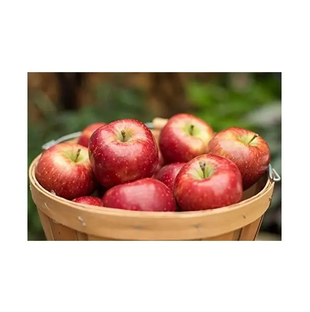 Hot Selling Good Quality Red Fresh Gala Apples For Wholesale