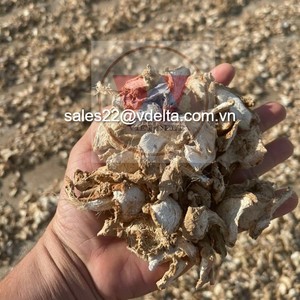 PROVEEDOR CONFIABLE DE POLVO DE JENGIBRE SECO DE VIETNAM CON ALTA CALIDAD // Mr. Kevin + 84 968 311 314 - Product Image 5