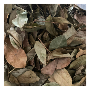 ชาใบ soursop graviola แบบแห้งธรรมชาติสำหรับชาใบกริโอลาเพื่อความผ่อนคลายและเครื่องดื่มสมุนไพรประจำวัน - Product Image 3