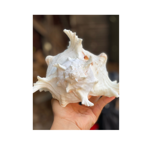 7-10 POUCES ESCARGOT ORANGE MUREX CONQUE COQUILLE NATUREL OCÉANIQUE ARTISANAT NETTOYÉ SOUTIEN COQUILLAGE POUR LA DÉCORATION DE STYLE DE PLAGE - Product Image 5