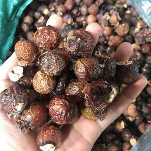 Fábrica de Producción a Granel de Sapindus Saponaria en Vietnam/vacaciones - Product Image 5