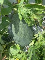 Verse Gele-Vlees Watermeloen Groothandel-Zoet Sappig Premium Tropisch Fruit Uit Vietnam