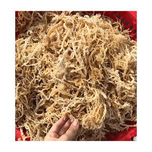 Mousse de mer séchée et salée Récolte naturelle d'algues irlandaises Cottonii Eucheuma séchées au soleil Wildcrafted de haute qualité à bon prix - Product Image 6