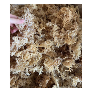 มอสทะเลสีทองเกรดสูงวัตถุดิบออร์แกนิกจากธรรมชาติที่ทำจากธรรมชาติ - Product Image 5