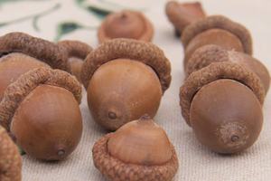 Nueces de bellotas secas en venta - Product Image 6