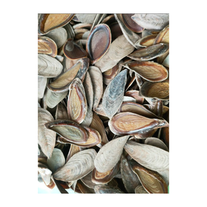 เปลือกธรรมชาติขนาดใหญ่ murex operculum Triton amonite ตกแต่ง-หอยทากเปลือกหอยใหญ่สำหรับตกแต่ง - Product Image 5