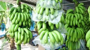 Grado superior Natural Cavendish Banana Fresh Long Green Cavendish Banana Proveedor de Vietnam - Product Image 3