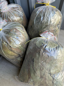 Bulk Packed Dried Graviola Soursop Leaves Annona Muricata <b>Tea</b> Raw Material <b>for</b> Wholesale and Custom Packing - Product Image 2