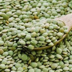 Semillas de Lentejas Verdes Orgánicas de Alta Calidad al Mejor Precio, Entrega Rápida, Alimento Crudo Saludable, Cultivo Natural Ecológico - Product Image 1