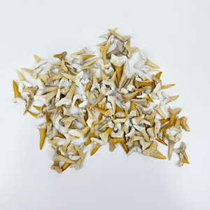 Fossiles de dents de requin naturelles marocaines de qualité B |   Spécimens de paléontologie en vrac de catégorie B pour kits de fouilles STEM - Product Image 2