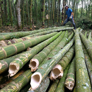 Estaca/bastón de bambú profesional al por mayor de Vietnam para decoración y construcción - Product Image 5