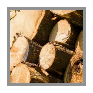 Teak wood Hot Wholesale Custom 100% raw Supplier Pine Wood Logs Best Price High Quality round logs for sale Vietnam Product