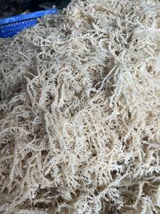 มอสทะเลตากแดดจากเวียดนามวัสดุสาหร่ายอินทรีย์สำหรับใช้ทำอาหารในโรงงานซุปซอสและของหวาน - Product Image 5