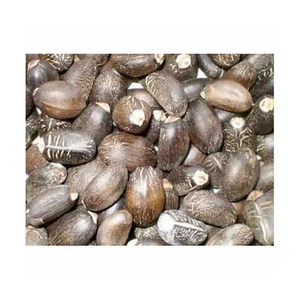 Semillas de Jatropha al por mayor para biocombustible y uso agrícola sin OGM, suministro a granel listo para exportación de proveedor verificado - Product Image 6