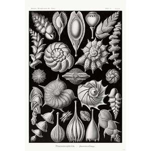 งานศิลปะโปสเตอร์ Kammerlinge ของ E. Haeckel รูปแบบศิลปะจากธรรมชาติ แผ่นที่ 81 ศิลปะติดผนังบนกระดาษ - Product Image 4