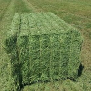 Premium alfalfa hay supplied in large bales for wholesale buyers at factory price for Sale - Product Image 2
