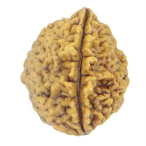 Perles en bois de Rudraksha d'Inde 2 Mukhi, 100 % originales et certifiées, à deux faces - Product Image 1
