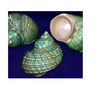 Shiny Turbo Burgess Shell Nature Art Piece para coleccionistas y entusiastas de las conchas - Product Image 2