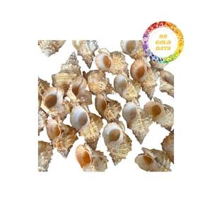 Suministro de conchas marinas a granel de gran oferta para fabricantes y mayoristas con alta calidad y buenos precios de Vietnam - Product Image 1