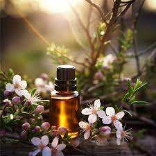 น้ำมันหอมระเหยมานูก้าบริสุทธิ์และเป็นธรรมชาติผู้ผลิตจากโรงงานขายส่ง - Product Image 5