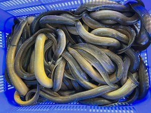 Anguila Congelada Entera de Alta Calidad para Exportación de Mariscos de Vietnam, Pescado BQF, Precio Competitivo al por Mayor, Empaque al Vacío, 24 Unidades - Product Image 3