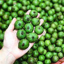 PUREE DE DRACONTOMELON CONGELÉ VIETNAMIEN PERFUSÉE DE FEUILLE DE CATAPPA DE TERMINALIE NATURELLE POUR UNE SANTÉ IMMUNITAIRE OPTIMALE - Product Image 2