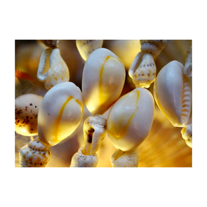 Coquilles de cauri naturelles de haute qualité de produit de coquillage naturel de cauri du Vietnam avec le meilleur prix - Product Image 1