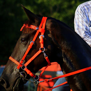 บังเหียนม้า PVC แฟชั่น,ผลิตภัณฑ์ขี่ม้ากันน้ำสวมใส่สบายทนทานแบบอาหรับกายวิภาคการขี่ม้า - Product Image 4