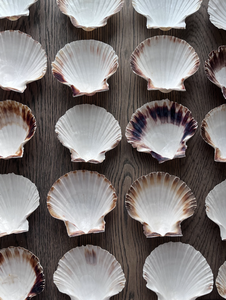 หอยเชลล์นำเสนอสำหรับขายปลีกระหว่างประเทศตกแต่งงานแต่งงาน centerpieces และบรรจุภัณฑ์ชุดอาหาร - Product Image 3