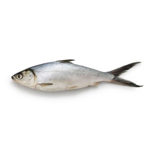 Poisson laitier congelé – Fruits de mer congelés pour la vente au détail et la distribution - Product Image 1