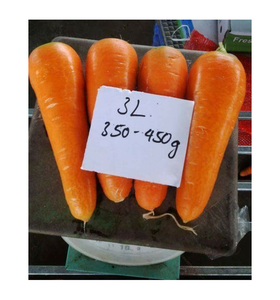 Wholesales Vietnam New Season Size M Lfresh <b>Carrot</b> Various Sizes to Choose - Reliable Vietnamese Supplier - Product Image 5