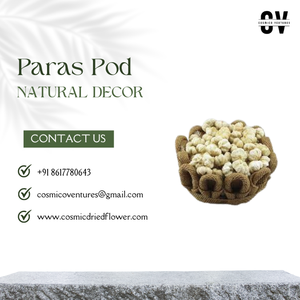 Paras POD คุณภาพพรีเมี่ยม DIY งานแต่งงานจบการศึกษาฮาโลวีนตกแต่งบ้านสำนักงานกิจกรรมเป็นมิตรกับสิ่งแวดล้อมดอกไม้แห้งนิรันดร์ - Product Image 5