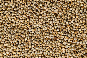 Millet perlé biologique premium, couleur vert-gris, riche en fibres et en protéines, 100% naturel, céréales en vrac pour l'exportation, nutritif - Product Image 5