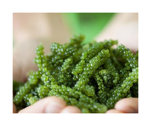 Uva de Mar Fresca Directo de Fábrica de Vietnam - Caulerpa Lentillifera con Sabor Natural del Océano para Restaurantes Premium - Product Image 2