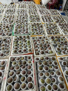 Pomme étoile violette vietnamienne fraîche, goût naturellement sucré, haute qualité d'exportation pour les acheteurs mondiaux - Product Image 4