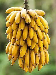 สีกล้วยเหลืองสำหรับรับประทานผลิตภัณฑ์ทางการเกษตรจากเวียดนาม - Product Image 4