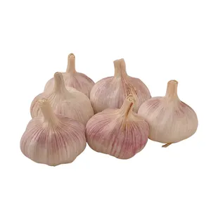 2022 new crop fresh garlic Chinese garlic /mesh bags for vacuum packed peeled garlic
