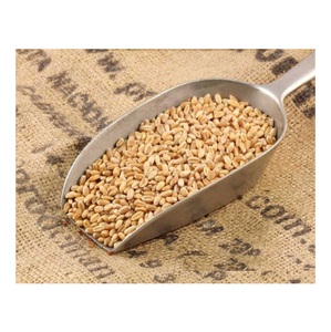 Granos de Trigo Duro en Venta |   Suministro al por Mayor a Precios Competitivos - Product Image 3