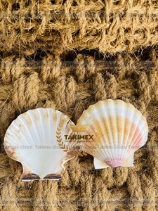 เปลือกหอยธรรมชาติสำหรับตกแต่งแขวนผนัง - Product Image 4