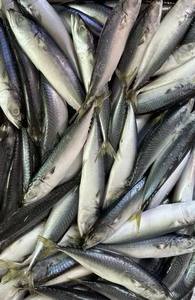 ปลาแมคเคอเรลแช่แข็ง P1131 น้ำหนักสุทธิ:9.5 กก. ผู้ผลิตปลาแมคเคอเรล แช่แข็งบนบก ปลาแมคเคอเรล 70-80 ตัว - Product Image 4